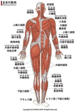 人体図
